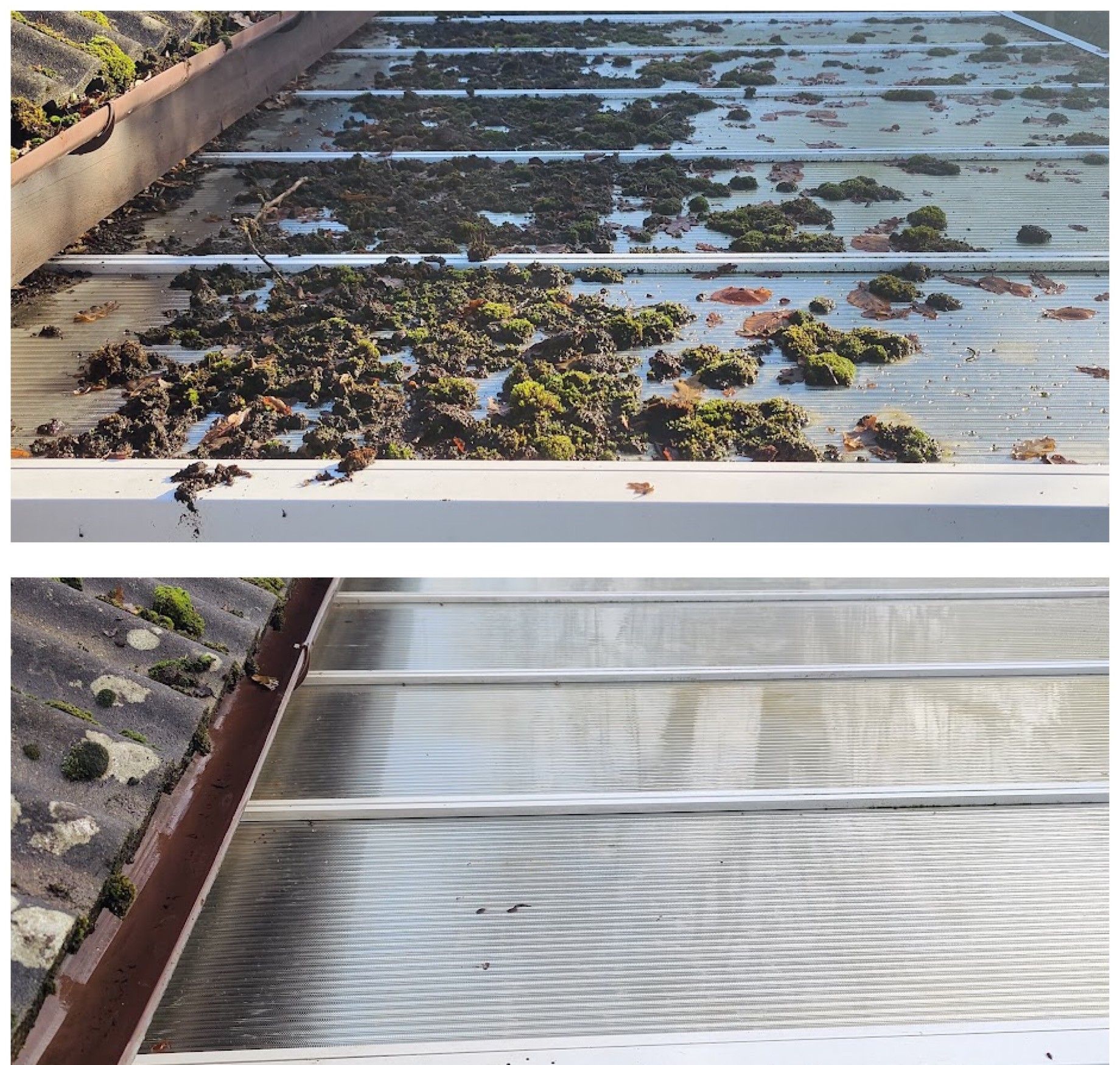 Conservatory roof before cleaning, covered in moss, and after, with clear panels